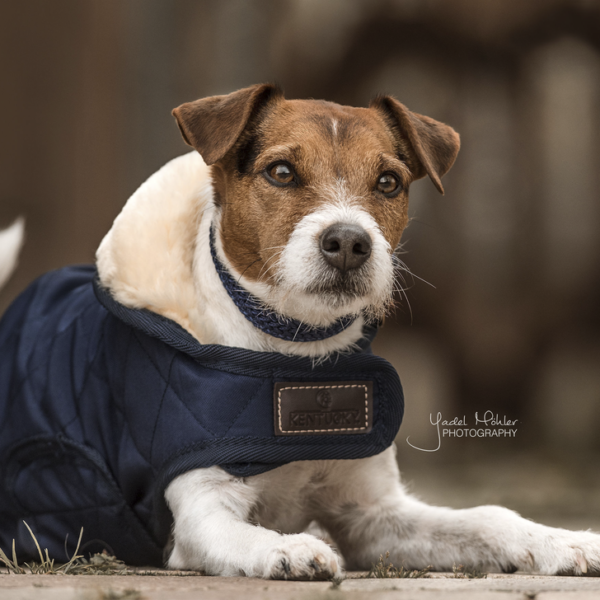 kentucky-dog-coat
