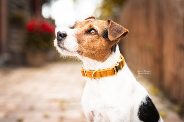 kentucky-dog-collar-velvet