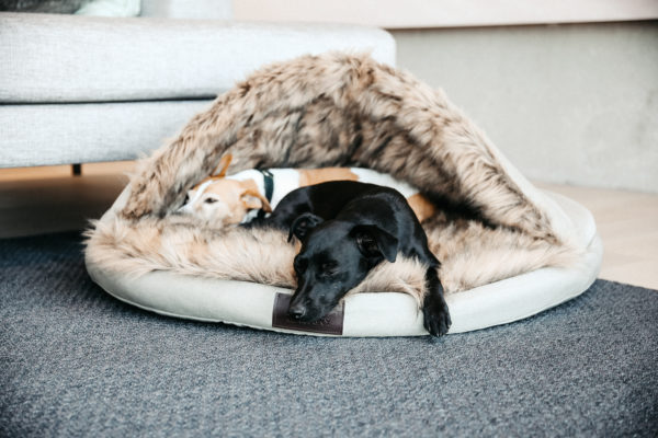kentucky-dog-bed-igloo