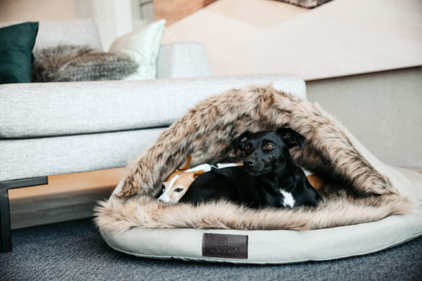 kentucky-dog-bed-igloo