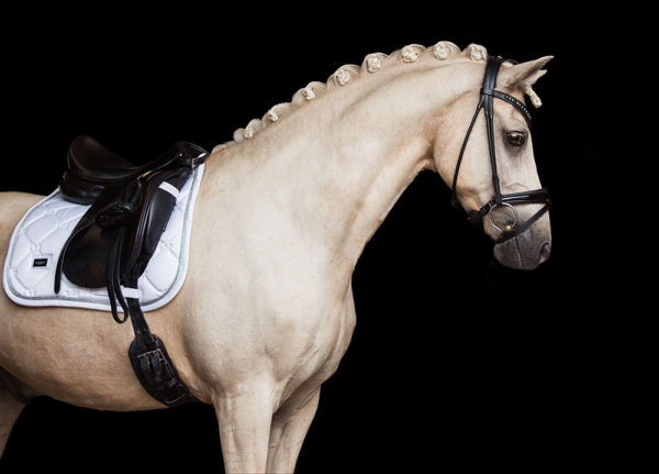 equestrian-stockholm-white-perfection-silver-drezurna-podsedlova-decka-cob