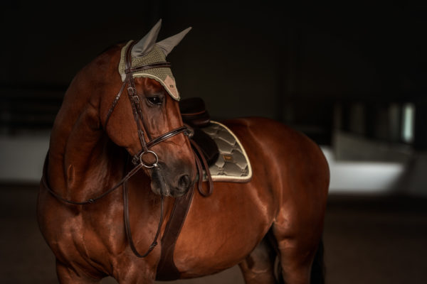 equestrian-stockholm-golden-olive
