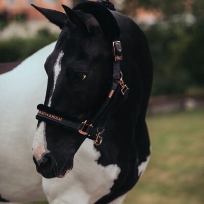 equestrian-stockholm-kotofek-vezetoszar-dark-sky