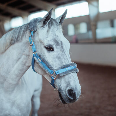 equestrian-stockholm-kotofek-vezetoszar-parisian-blue