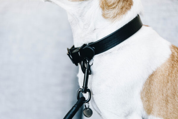 kentucky-dog-collar-soft-rubber