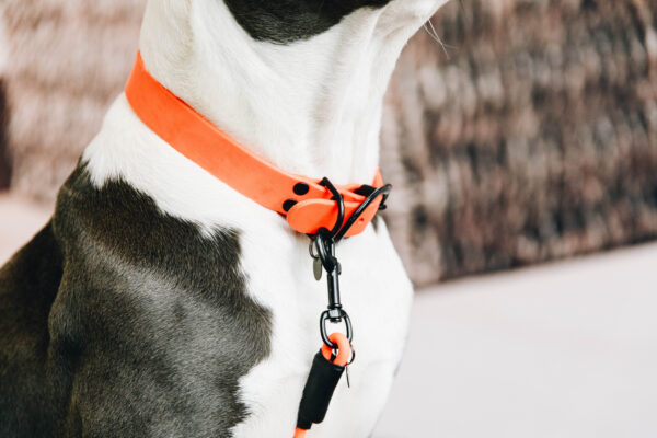 kentucky-dog-collar-soft-rubber