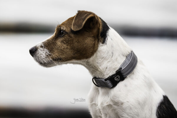 kentucky-dog-collar-reflective