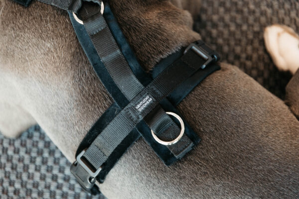 kentucky-dog-harness-active-velvet
