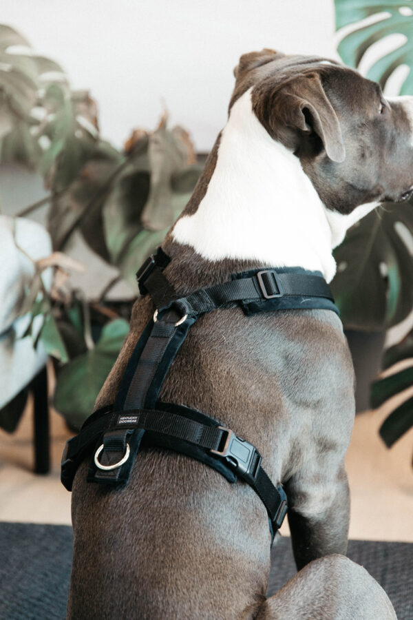 kentucky-dog-harness-active-velvet