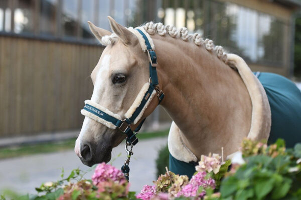 equestrian-stockholm-kotofek-vezetoszar-emerald
